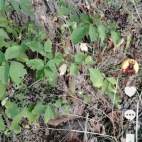 Screenshot_20250831_065718_com_zhiliaoapp_musically_DetailActivity