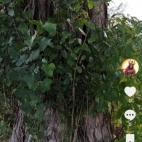 Screenshot_20250831_065715_com_zhiliaoapp_musically_DetailActivity