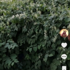 Screenshot_20250831_065622_com_zhiliaoapp_musically_DetailActivity