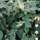 Screenshot_20250831_065618_com_zhiliaoapp_musically_DetailActivity