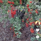 Screenshot_20250831_065600_com_zhiliaoapp_musically_DetailActivity