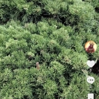 Screenshot_20250831_065555_com_zhiliaoapp_musically_DetailActivity