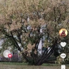 Screenshot_20250831_065050_com_zhiliaoapp_musically_DetailActivity