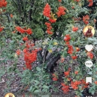 Screenshot_20250830_212601_com_zhiliaoapp_musically_DetailActivity