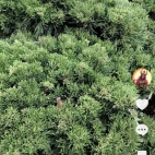 Screenshot_20250830_202424_com_zhiliaoapp_musically_MainActivity