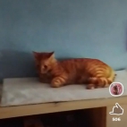 Screenshot_20250831_074458_io_cheelee_app_MainActivity