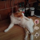 Screenshot_20250831_073421_io_cheelee_app_MainActivity