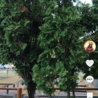 Screenshot_20250831_065741_com_zhiliaoapp_musically_DetailActivity