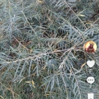 Screenshot_20250831_065731_com_zhiliaoapp_musically_DetailActivity