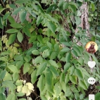 Screenshot_20250831_065723_com_zhiliaoapp_musically_DetailActivity