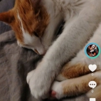 Screenshot_20250831_233343_com_zhiliaoapp_musically_MainActivity