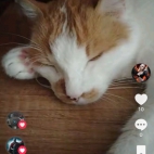 Screenshot_20250831_203728_com_zhiliaoapp_musically_DetailActivity