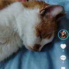 Screenshot_20250831_154056_com_zhiliaoapp_musically_MainActivity