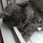 Screenshot_20250831_081505_com_zhiliaoapp_musically_MainActivity