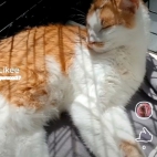 Screenshot_20250831_074701_io_cheelee_app_MainActivity