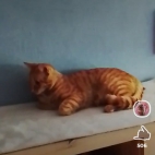 Screenshot_20250831_074423_io_cheelee_app_MainActivity