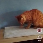 Screenshot_20250831_074351_io_cheelee_app_MainActivity