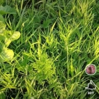 Screenshot_20250831_073657_io_cheelee_app_MainActivity