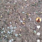 Screenshot_20250831_065710_com_zhiliaoapp_musically_DetailActivity