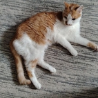 0df1d7dcd59277c970d8cdb3f07b2267_0