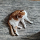 df0a24b15949f6cb1776f366c1c031f0_0