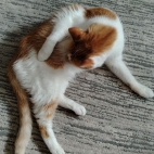 1d08be55597a048832bec88f4a0f9869_0