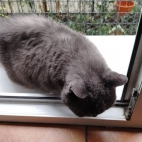 258da77c75f7b2760187e5503090d12d_0