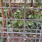 4a6390bc6b2f9bfc1a5092471008f2a8_0