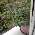 29dc961e96812e09359ee9d5c7288412_0