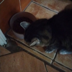 ba69622265cc66438991e81306881888_0