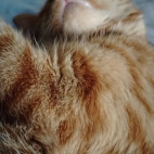 6f1583a705c5e44a646540a62f66b294_0