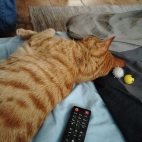 153d800c98a0f8bbc0e622bb9347adc3_0