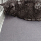 a09dd153180e1745bb90da1986b3f60d_0