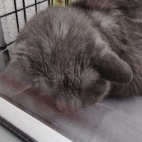 232160587c9d340bc29fb3185e4d55ba_0