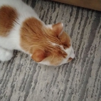 6e8e69ad6acdd7965c9babc0ee848137_0