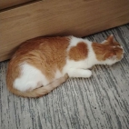 528b3121663120e4fa005421573e6d87_0