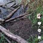 Screenshot_20250911_090507_com_zhiliaoapp_musically_DetailActivity