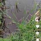 Screenshot_20250911_064546_com_zhiliaoapp_musically_DetailActivity