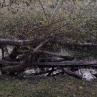 b1e748fa7a513872b345bbadad42240f_0