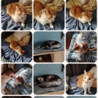 Screenshot_20250912_074415_com_google_android_apps_nbu_files_FileBrowserRegularAct