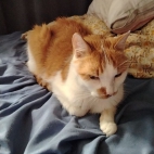 4ea0ab099291595e30ab678ae4b56c83_0