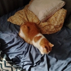 8d9f116b66015e4eea0d427a82b5327f_0