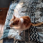 01dc0626107b550c1d1c66f941c8280e_0