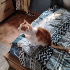 d1e579ab77ee71d6a2d734880f966ce9_0