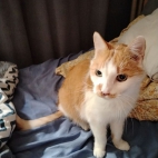 004d8c02b3a8250e3d104b45aa7e4d79_0