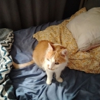 1ec86a687315689de9f87de882134155_0