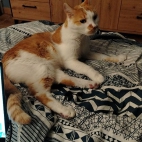 bc26ee522a18764ad592c5968f2a284b_0