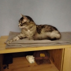 10e252e445b87f8035ca117e4149cb96_0