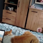 Screenshot_20250911_153642_io_cheelee_app_MainActivity