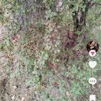 Screenshot_20250912_145851_com_zhiliaoapp_musically_MainActivity